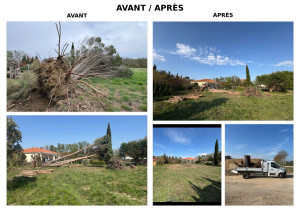 Photo de galerie - Coupe d’arbre en chablis évacuation complète et apport de terre
