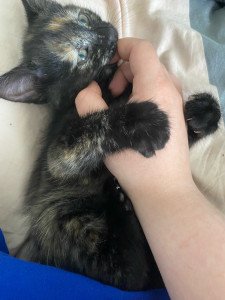 Photo de galerie - Garde chat