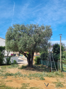 Photo de galerie - Grand olivier après la taille 