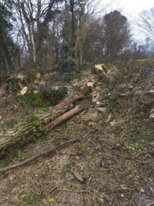 Photo de galerie - Gros chantier d'abattage en totalité réalisée par mes soins avec brio