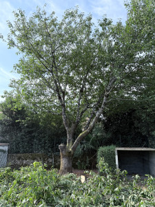 Photo de galerie - Elagage et coupe d'arbres