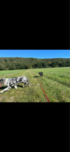 Photo de galerie - Garde chien