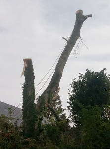 Photo de galerie - Elagage et coupe d'arbres