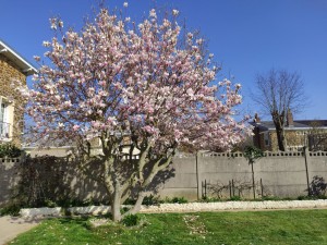 Photo de galerie - Taille du magnolia