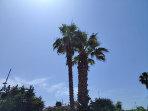 Photo de galerie - Taille de haies et d'arbustes