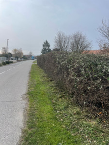 Photo de galerie - Taille d’une haie de ronces 