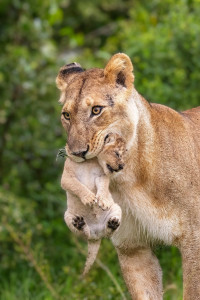 Photo de galerie - Safari Kenya