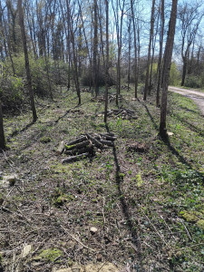 Photo de galerie - Tonte de pelouse - Débroussaillage