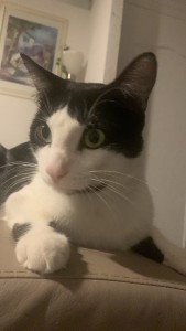 Photo de galerie - Garde animaux