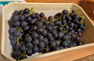 Photo de galerie - Fruits du jardin
