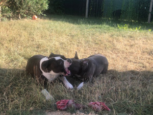 Photo de galerie - Promenade chiens catégorisé 