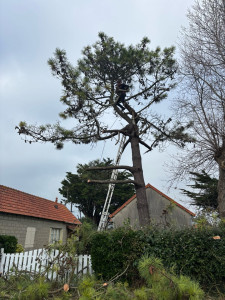 Photo de galerie - Élagage abattage, taille de haie, débroussaillage tonte de pelouse, avec évacuation des déchets