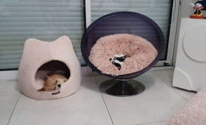 Photo de galerie - Pépito & Paulette les Pet-sitters de la maison 