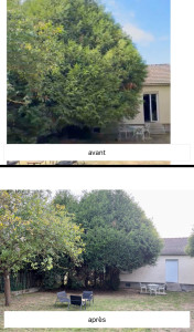 Photo de galerie - Avant/après d’une remise en état complète : taille des haies et arbustes, débroussaillage, désherbage et nettoyage des abords de la maison.