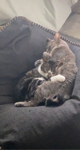 Photo de galerie - L’amie des bêtes