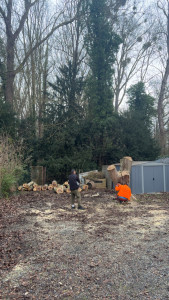 Photo de galerie - Elagage et coupe d'arbres