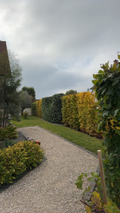 Photo de galerie - Taille de haies et d'arbustes