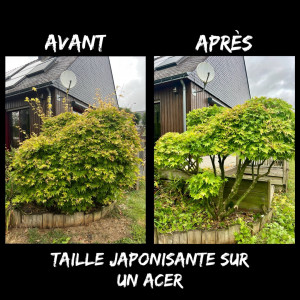 Photo de galerie - Taille japonisante sur un acer