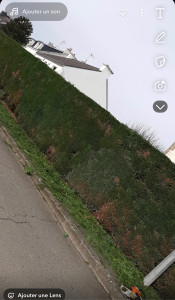 Photo de galerie - Taille de haie 