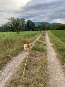 Photo de galerie - Cette année j’ai pu m’occuper de cette adorable chien pendant 2 semaine