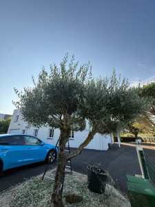 Photo de galerie - Taille en nuage à la cisaille (AVANT)