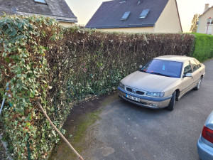 Photo de galerie - Rabattage d'une haie en limite de propriété 