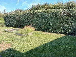 Photo de galerie - Taille de haie 