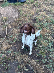 Photo de galerie - Garde chien 