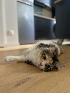 Photo de galerie - Garde de Saphia