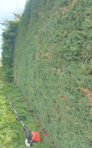 Photo de galerie - Taille de haie