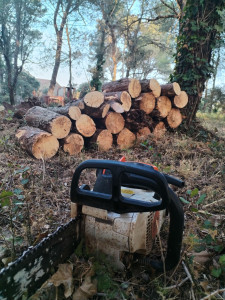 Photo de galerie - Abattage d arbre
