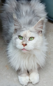 Photo de galerie - Undershine, main coon, est la gentillesse et la patience incarnées...