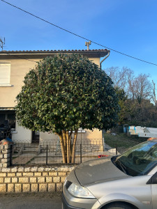 Photo de galerie - Taille d’un troène