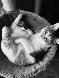 Photo de galerie - Garde chat, chien, nac 