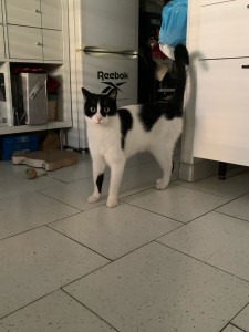 Photo de galerie - Garde chat