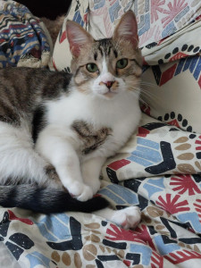 Photo de galerie - Garde animaux