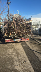 Photo de galerie - Taille mûrier