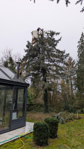 Photo de galerie - Elagage et coupe d'arbres