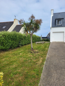 Photo de galerie - Tonte de pelouse - Débroussaillage