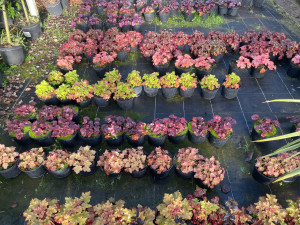 Photo de galerie - Exemple de petites plantes qu'il y a a notre pépinière