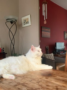 Photo de galerie - Mon chat dont je m’occupe très bien (il est très heureux)