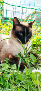 Photo de galerie - Garde aussi les chat