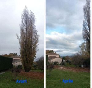 Photo de galerie - Abattage d'un peuplier 