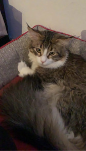 Photo de galerie - Garde chat
