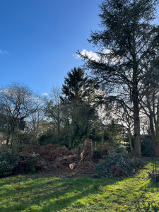 Photo de galerie - Abattage Arbre, après avec intervention 