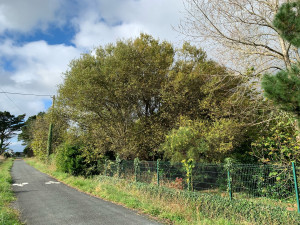 Photo de galerie - Elagage et coupe d'arbres