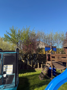 Photo de galerie - Elagage et coupe d'arbres