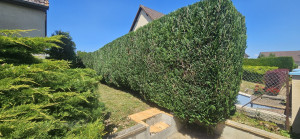 Photo de galerie - Taille d'une haie de thuyas 
