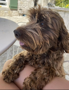 Photo de galerie - Voici mon chien