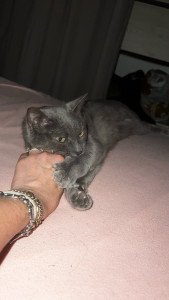 Photo de galerie - Ma chatte mimi